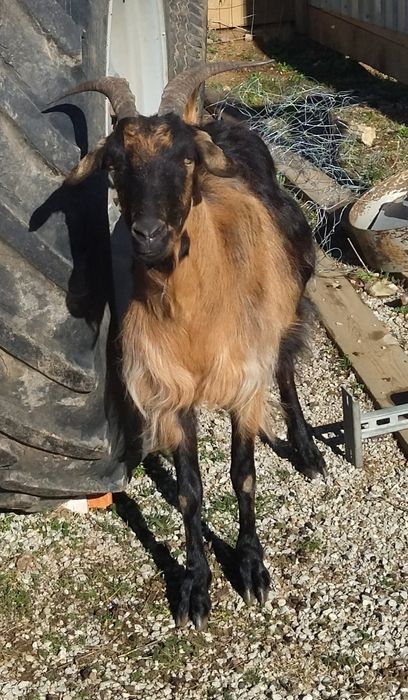 10 кози и 1 мъж запас