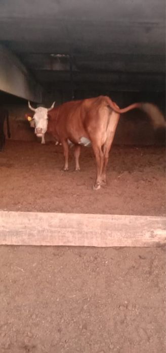 Продается крупный рогатый скот