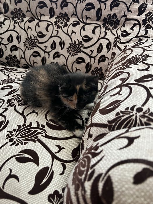 Милые котята в добрые руки