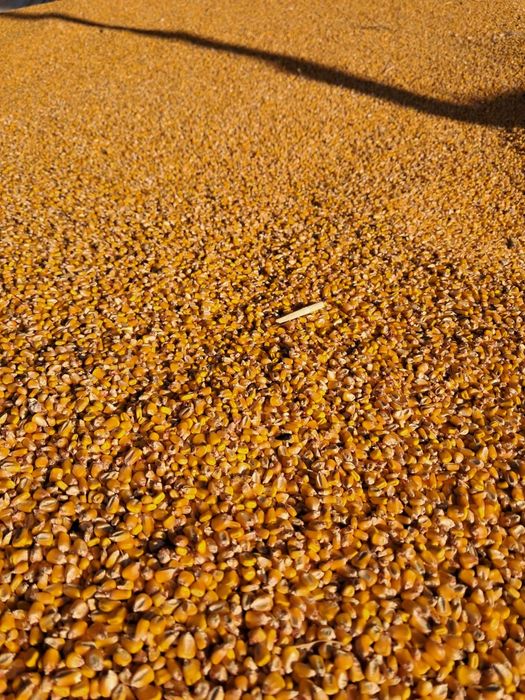 Porumb,triticale si floarea soarelui