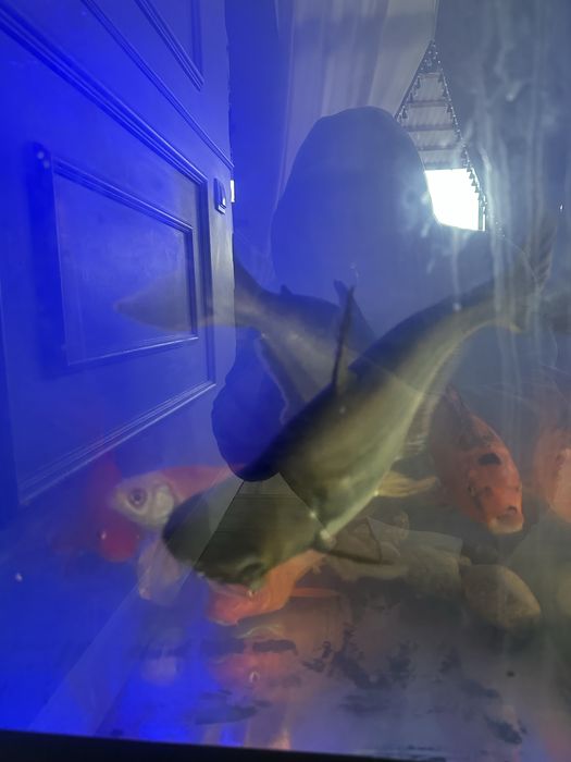 Продам аквариум с рыбками