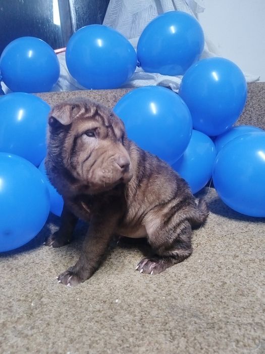 Распродажа щенки шарпея