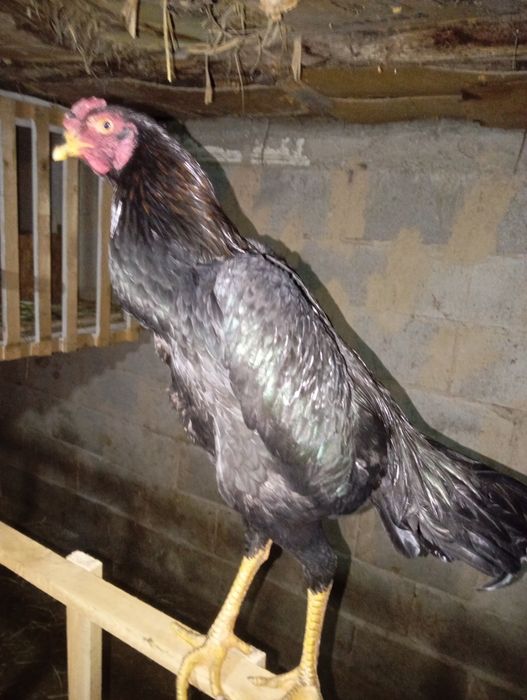 Ассаламу Алейкум! Продам Шамо