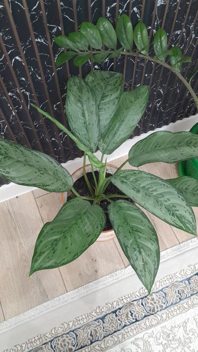 Комнатные цветы разные