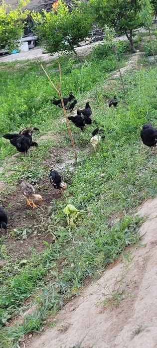 Австролорп румыния