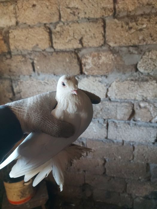 Продам голубей вольных