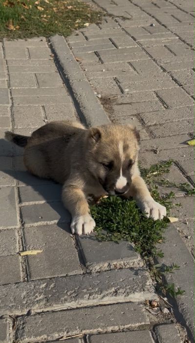 Алабай САО Тобет