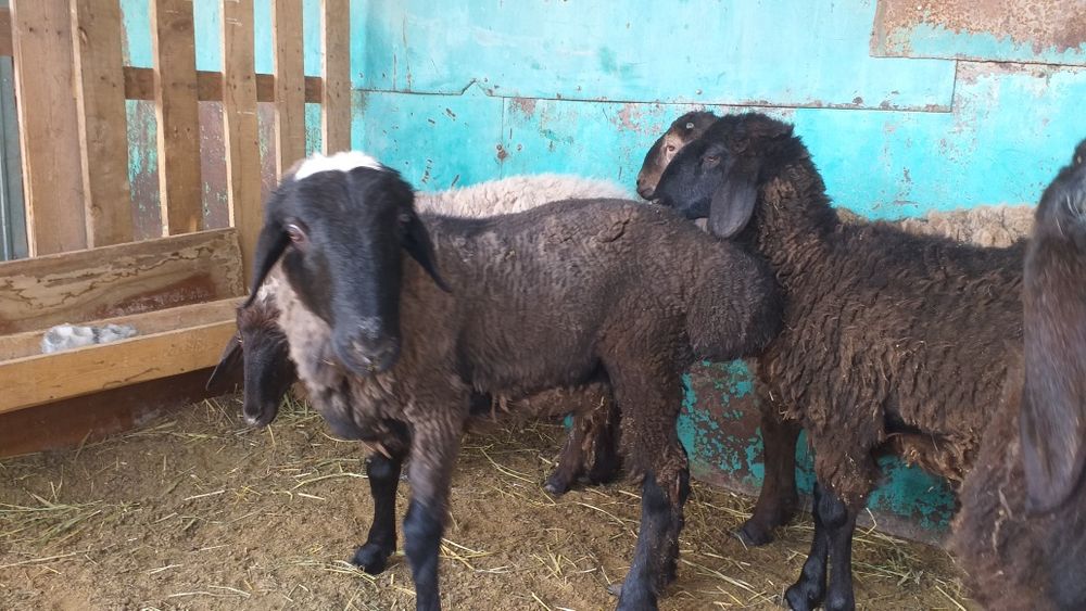 Еркек токты атылады