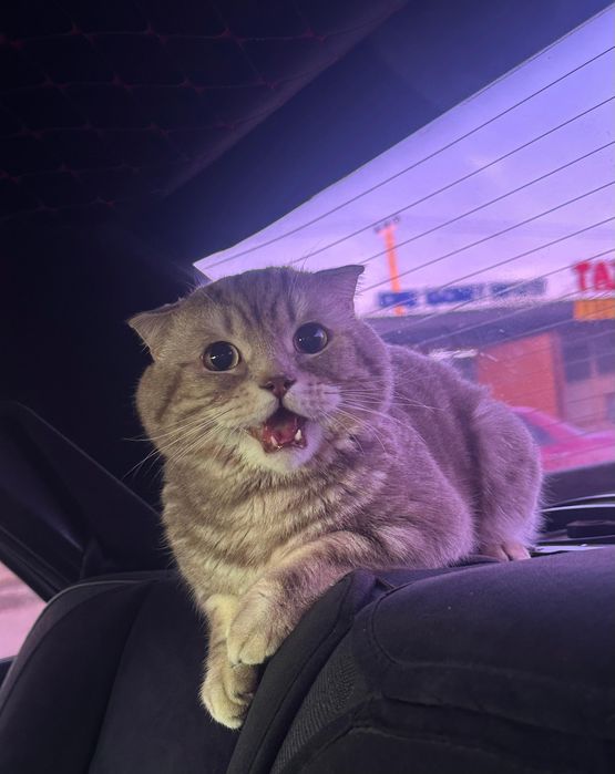 Мысық сатылады..