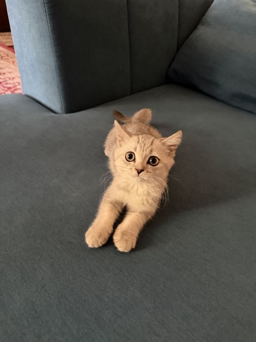 Серая шиншилла кот