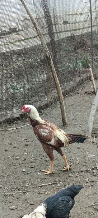 Продам бойцового