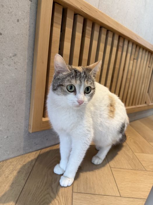 Кошка ТАСЯ ищет семью. Стерилизованв