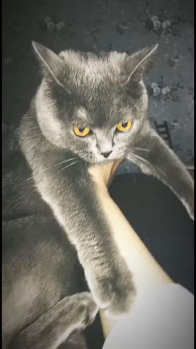 Британский скоттиш фолд