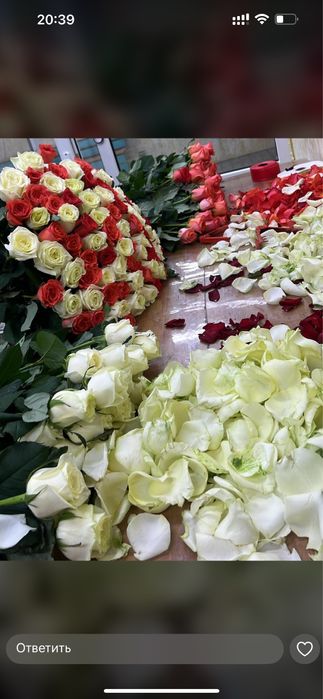 Пионы по оптовой цене