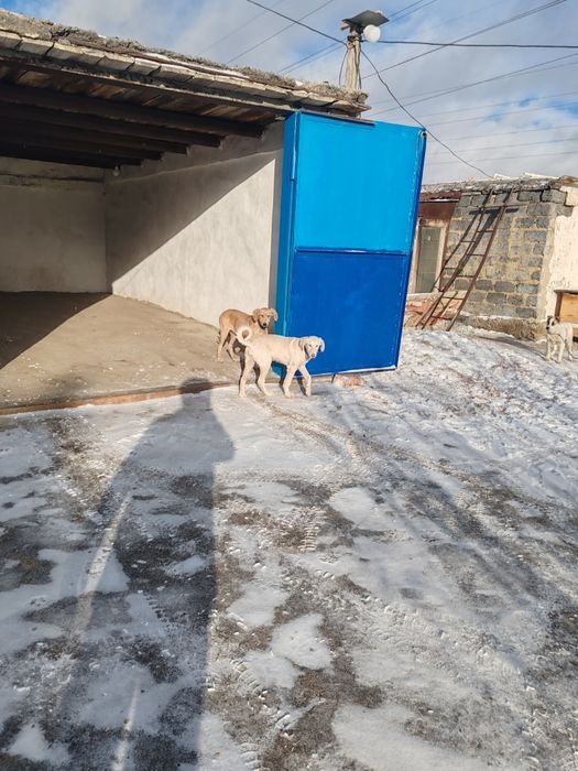 Продам собак порода тазы