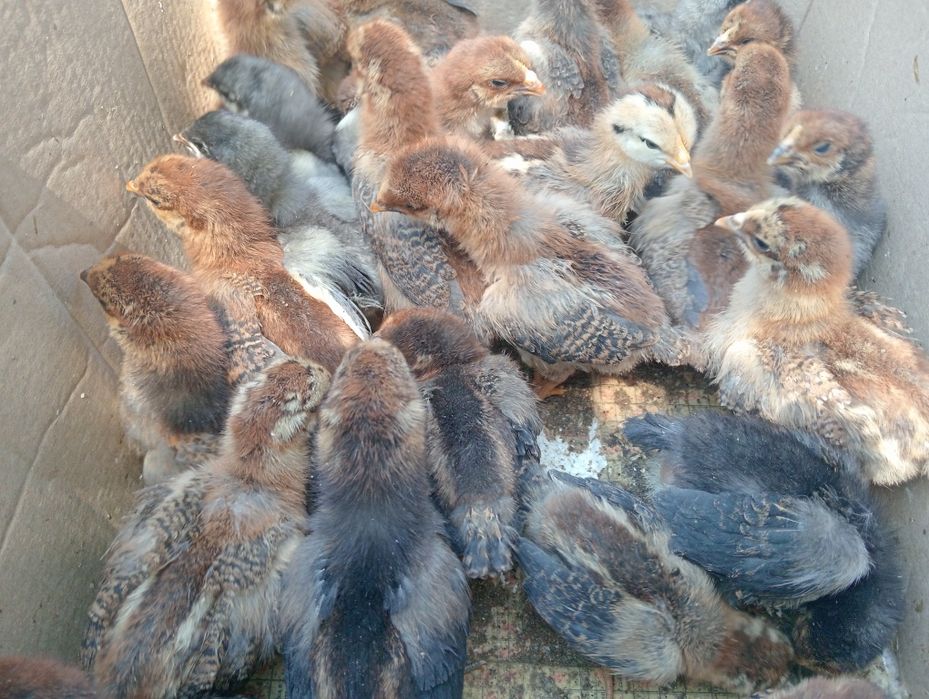 Цыплята кучинские продам