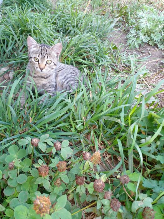 Отдам котят в добрые руки