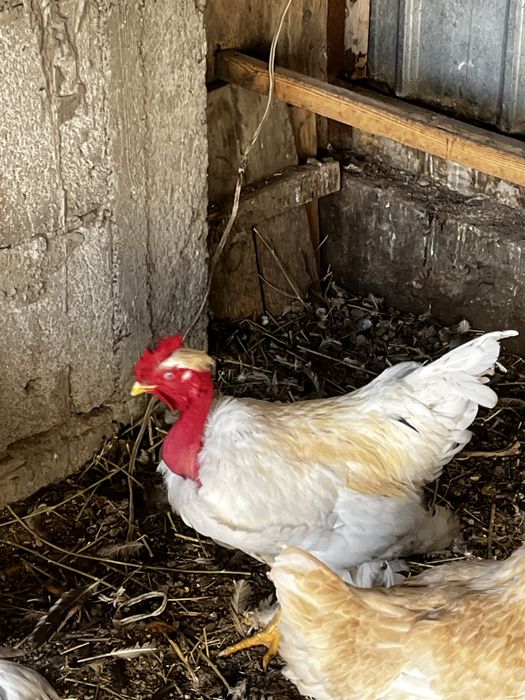 Голошейка петух продам