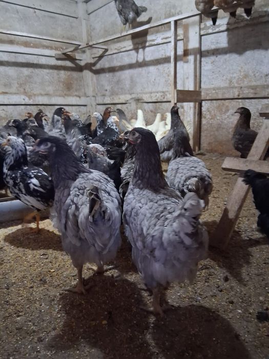 Puicuțe ouătoare de vânzare