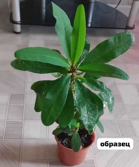 Молочай крупноцветковый, мелкоцветковый