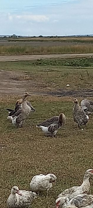 Гусьи Крупные серый