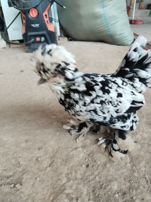 Султанки карлики продаются