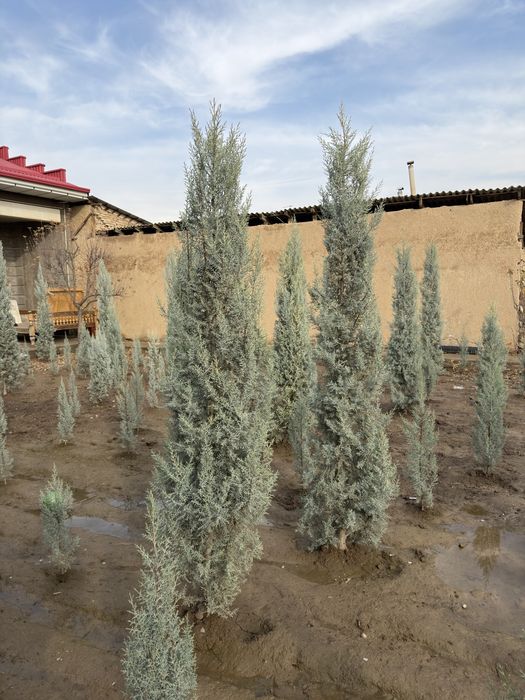 Arizonskiy kiparis argina italiya 2.50 dan 3 metrgacha