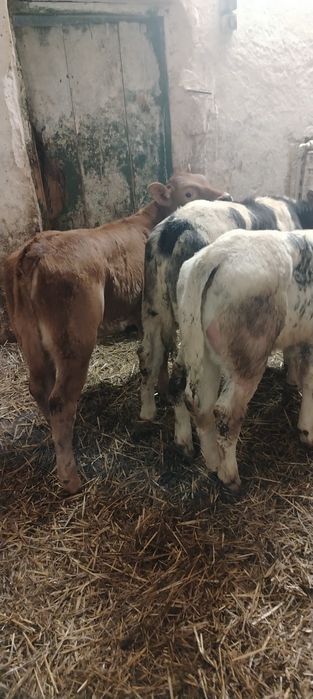 Vand vitei belgieni masculi și femele