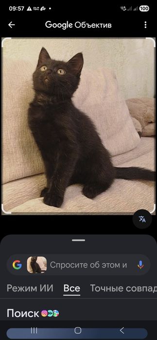 Котята бесплатно