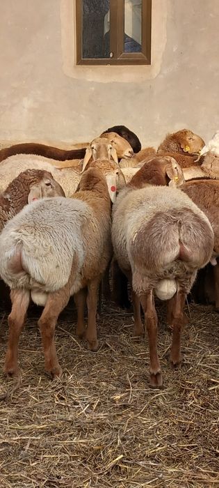 Arashan qoʻchqorlar sotiladi