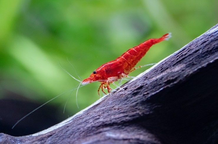 Аквариумные криветки