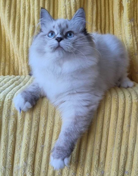 Сибирска-невска маскардна