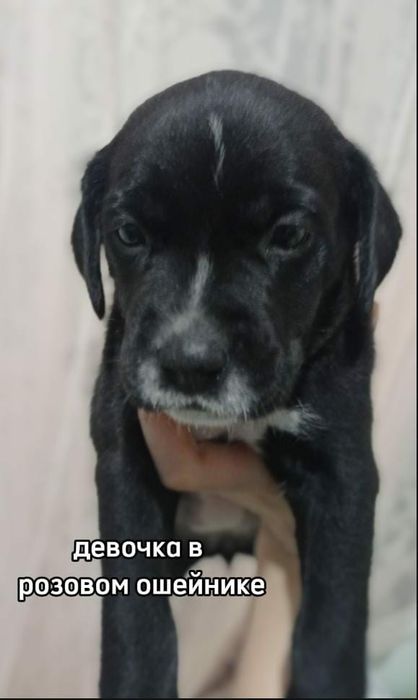 щенки Кане Корсо