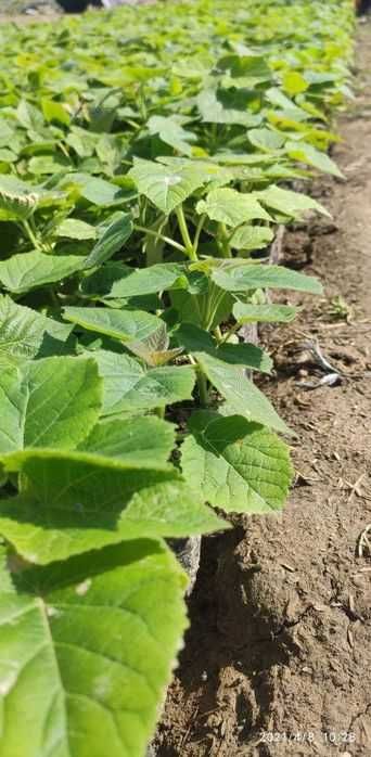 Pavloniya FTE sifatli va hamyonbop