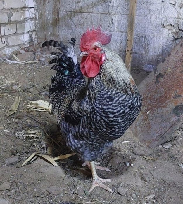 Продам молодого петуха