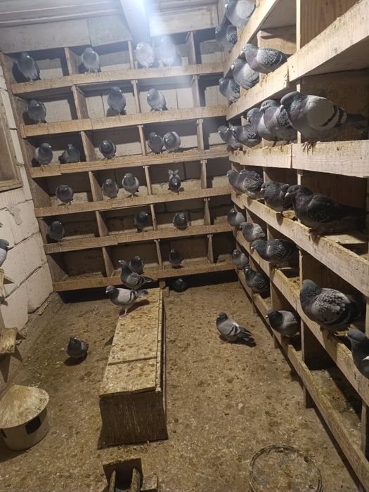 Vând porumbei voiajori