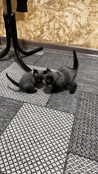 Кошки бесплатно сиамски