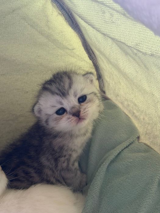 Продается котята скотиш фолд турецкая ангора
