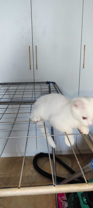 Вислоухие британские котята