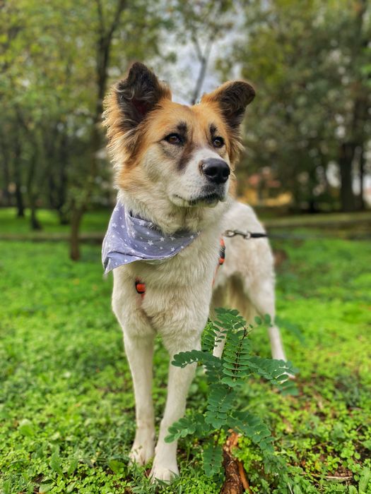 Рошаво женско куче търси дом