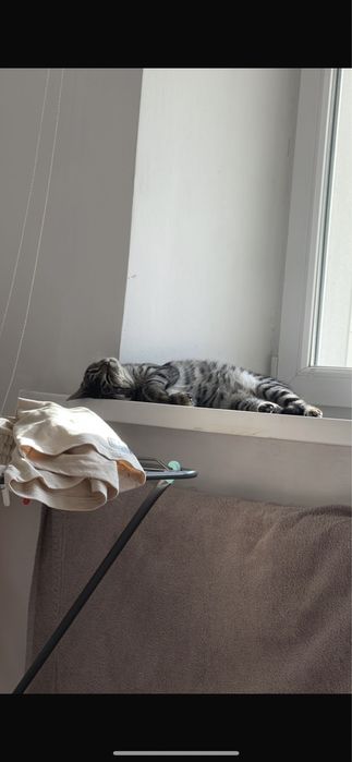 Отдадим котенка в хорошие руки