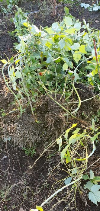 Рассада ежемалины