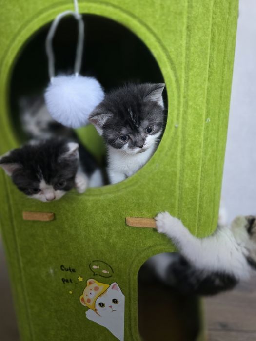 Британские котята