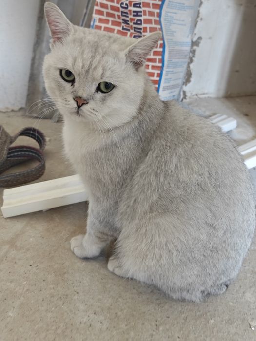 Serbrtiy birtanskiy shinshila o'g'il bola