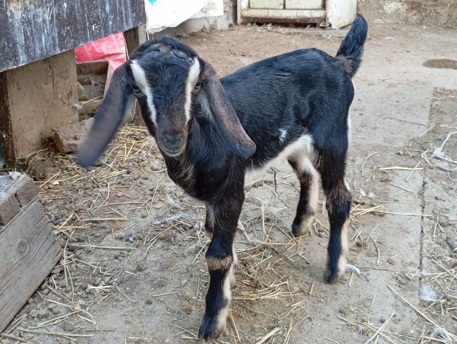Продается козочка