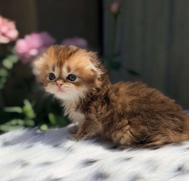 Котята с документами
