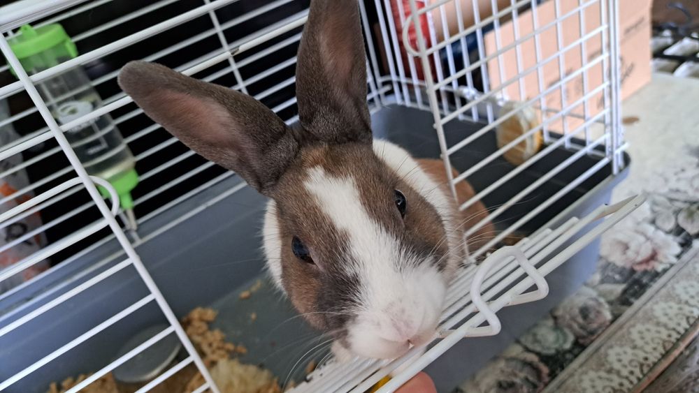 Продам кролика (мальчик)