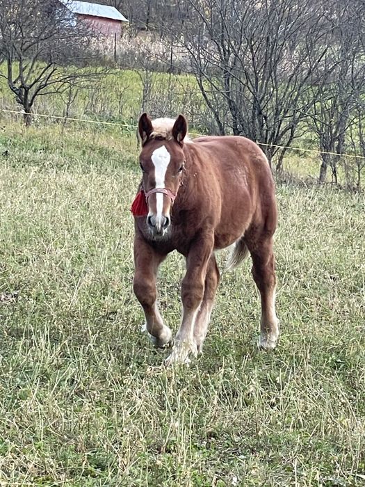 Disponibila iapa de 7ani cu manz de 4luni