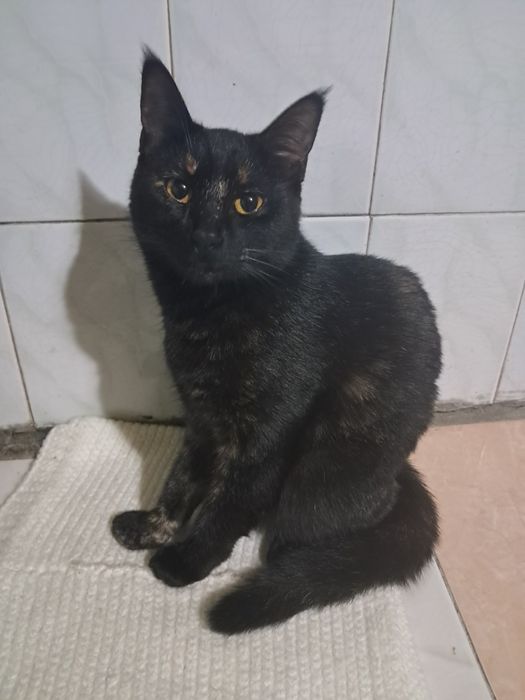 Милая и добрая кошка