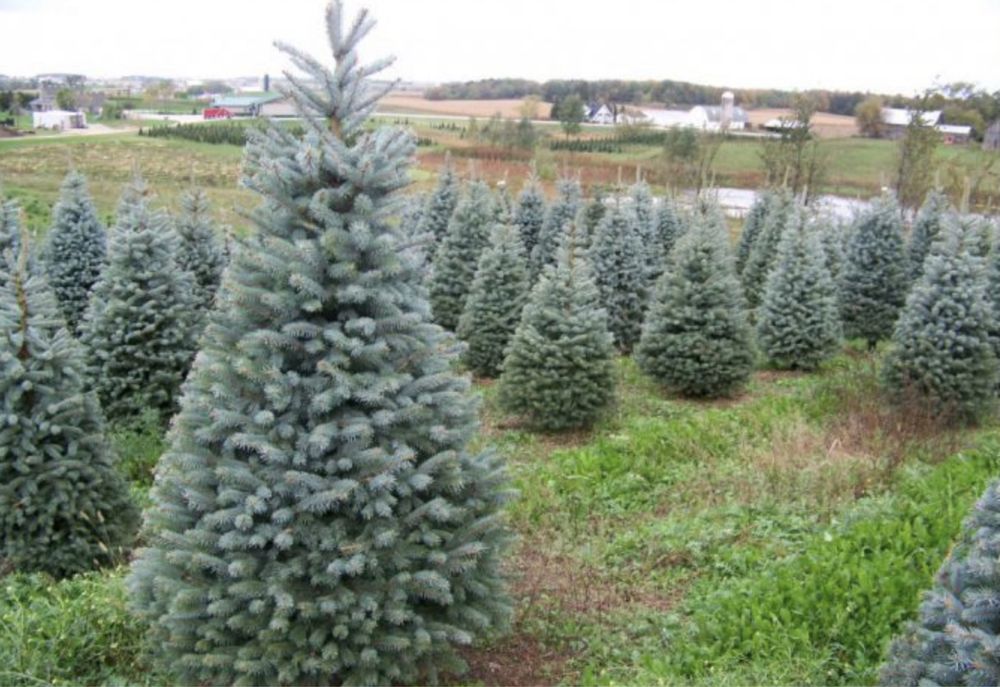 Туи Ели Сосны Можжевельник